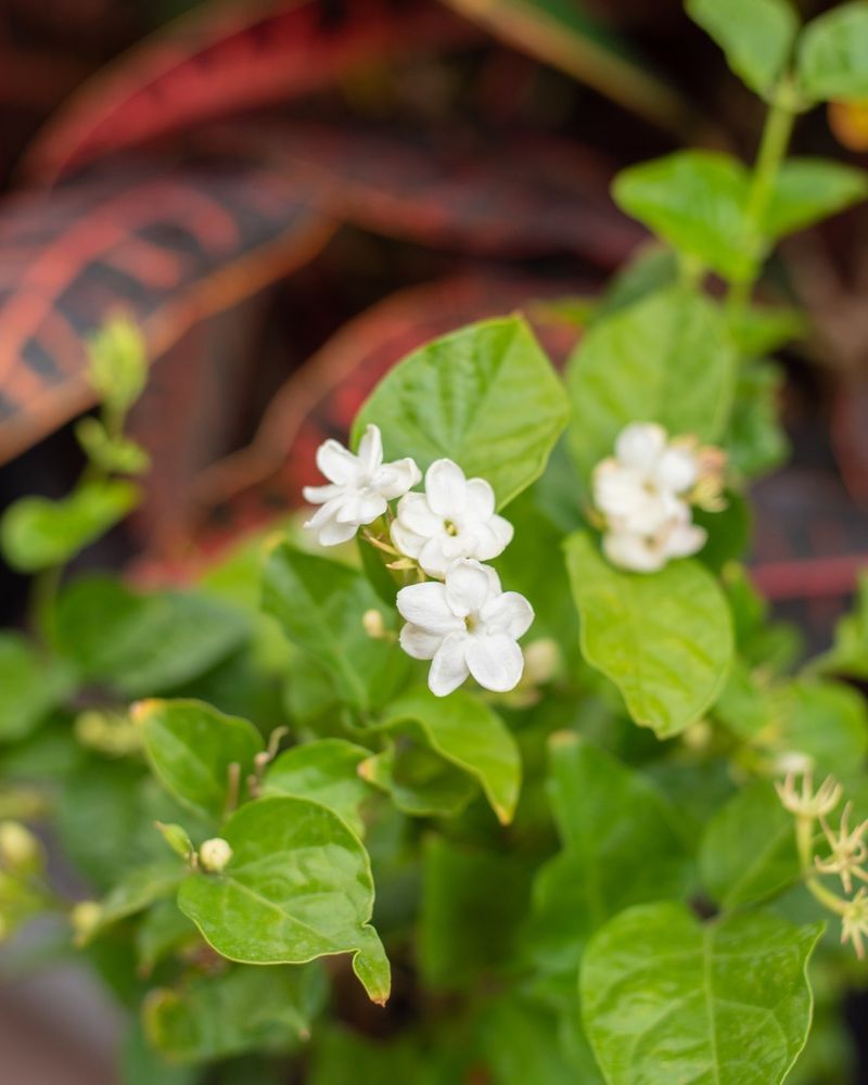 Jasmine (Jasminum)