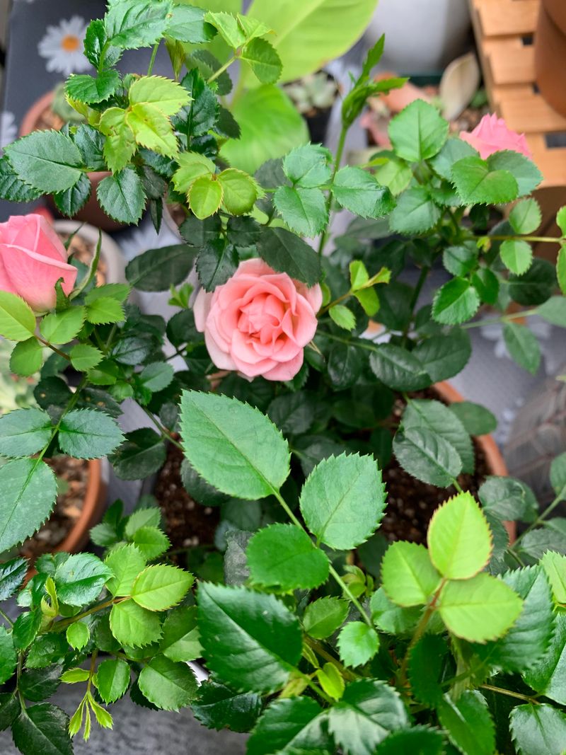 Weak Flowering