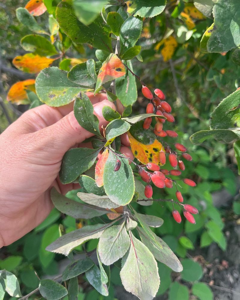 Barberry