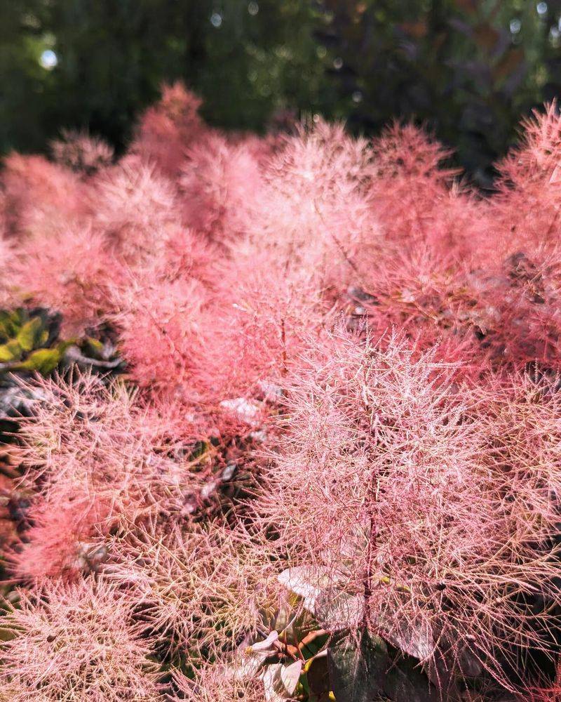 Smokebush