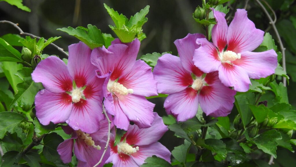 Rose of Sharon