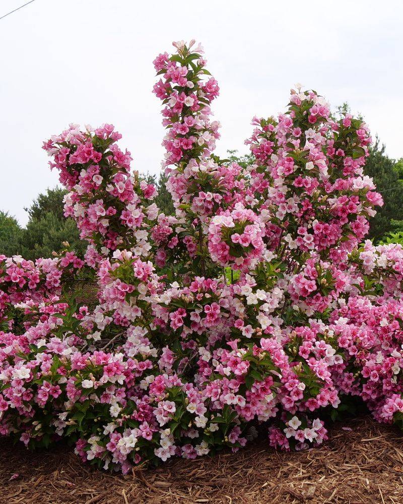 Weigela