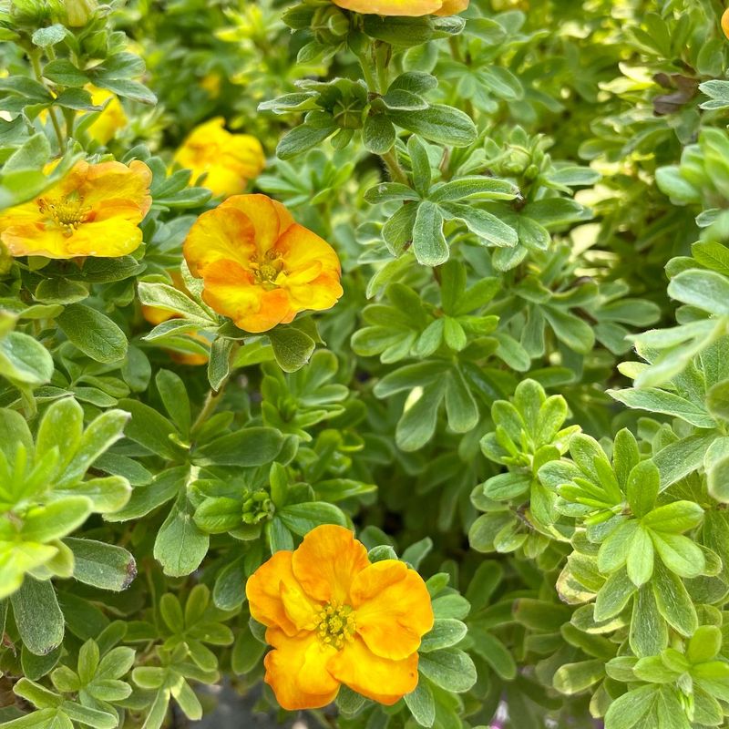 Potentilla (Cinquefoil)