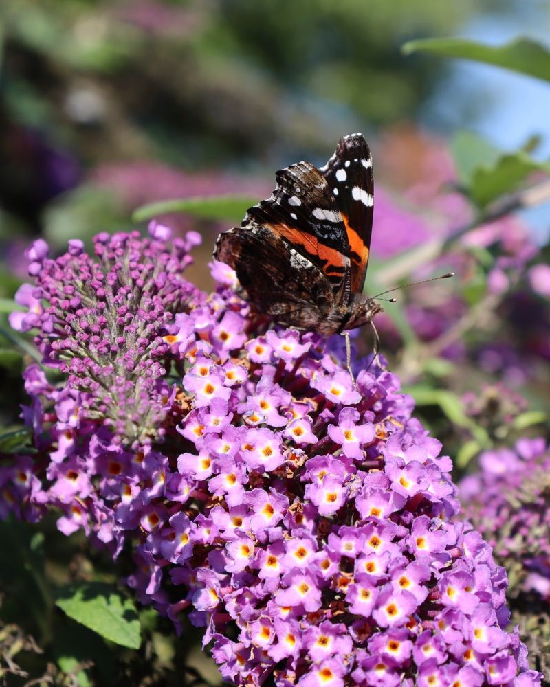 Butterfly Bush