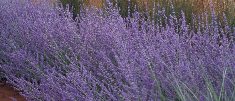 Russian Sage