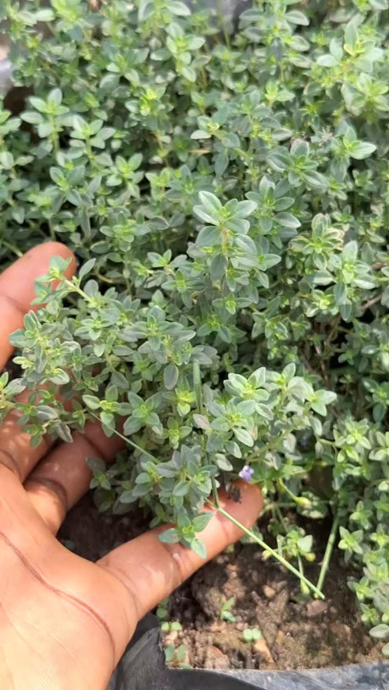 Thyme (Certain Varieties)