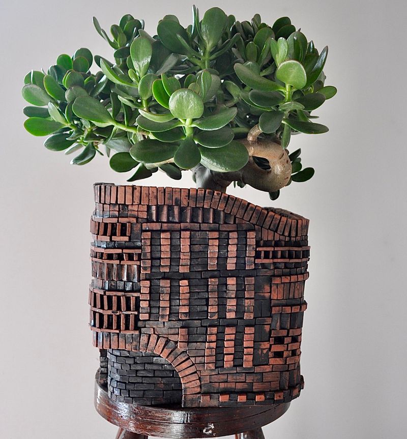 Jade Plant