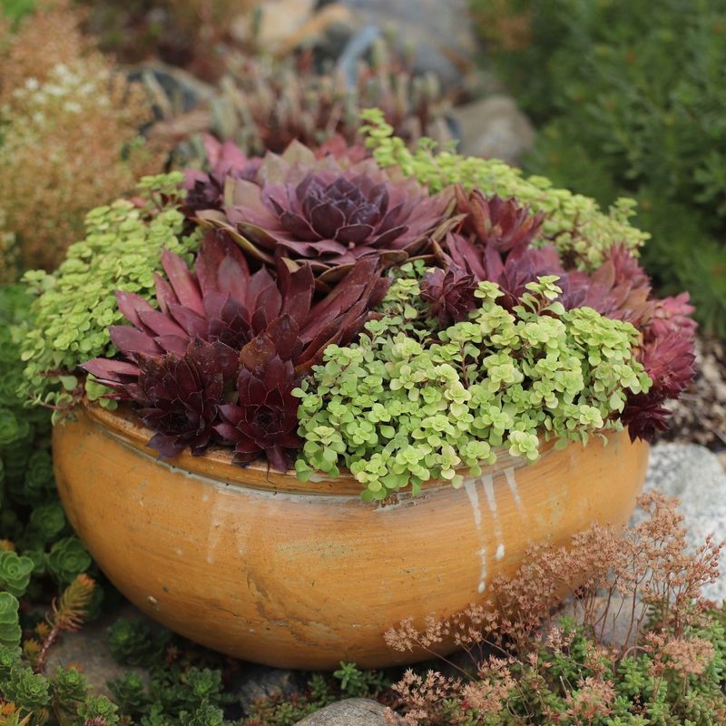 Sedum