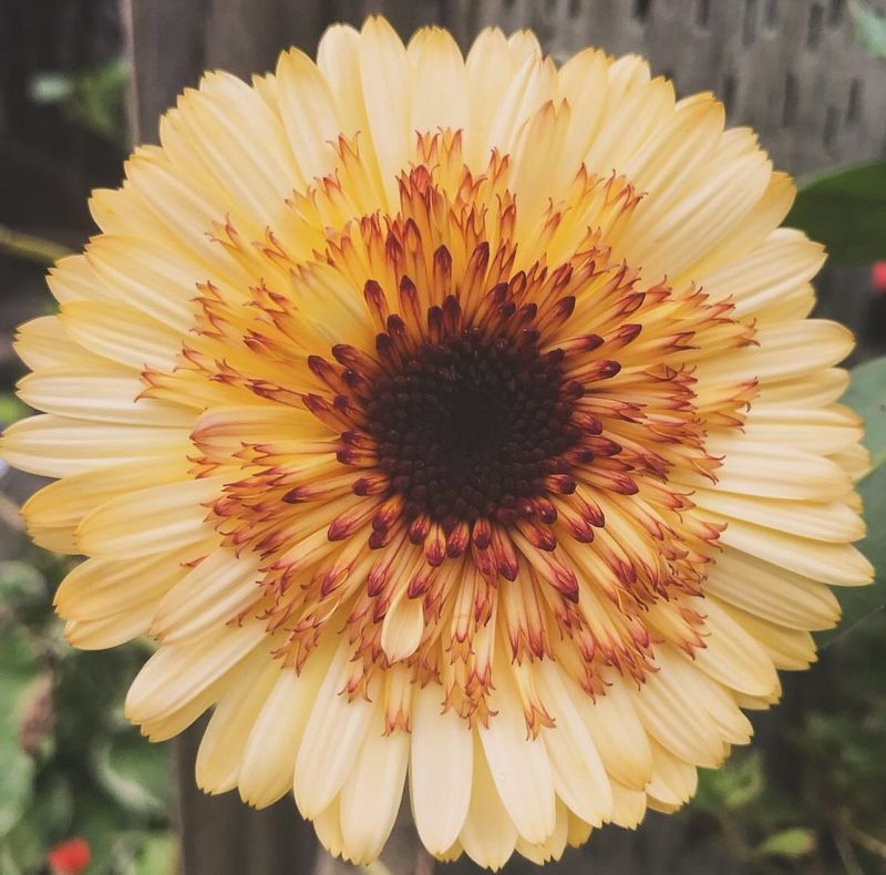 Calendula