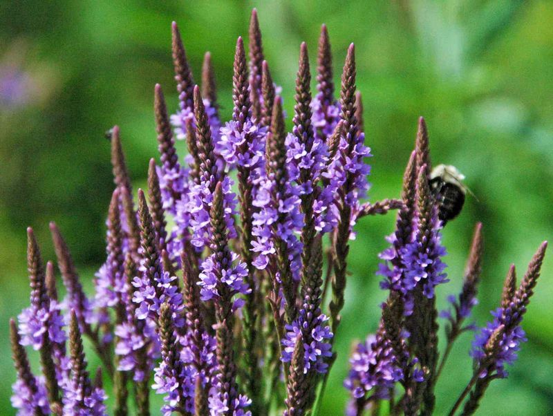 Verbena Vanishes Visibly