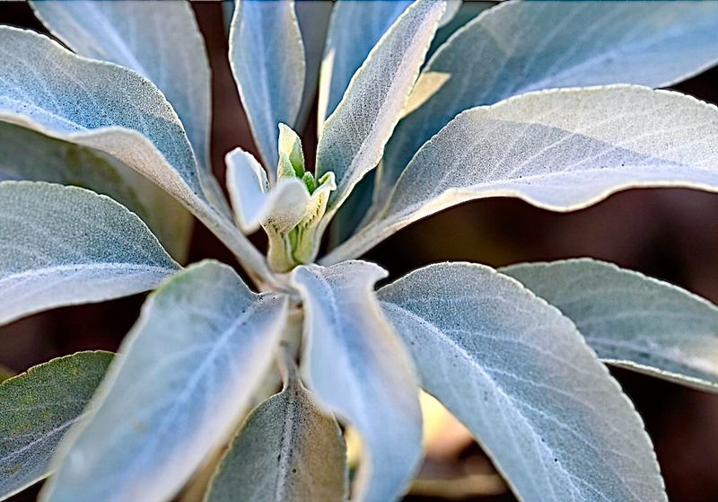 Sage: Silvery Heat Champion