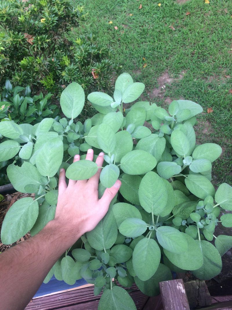 Sage: The Aromatic Deterrent
