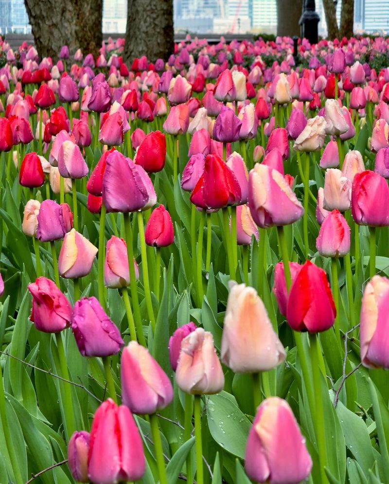 Tulips