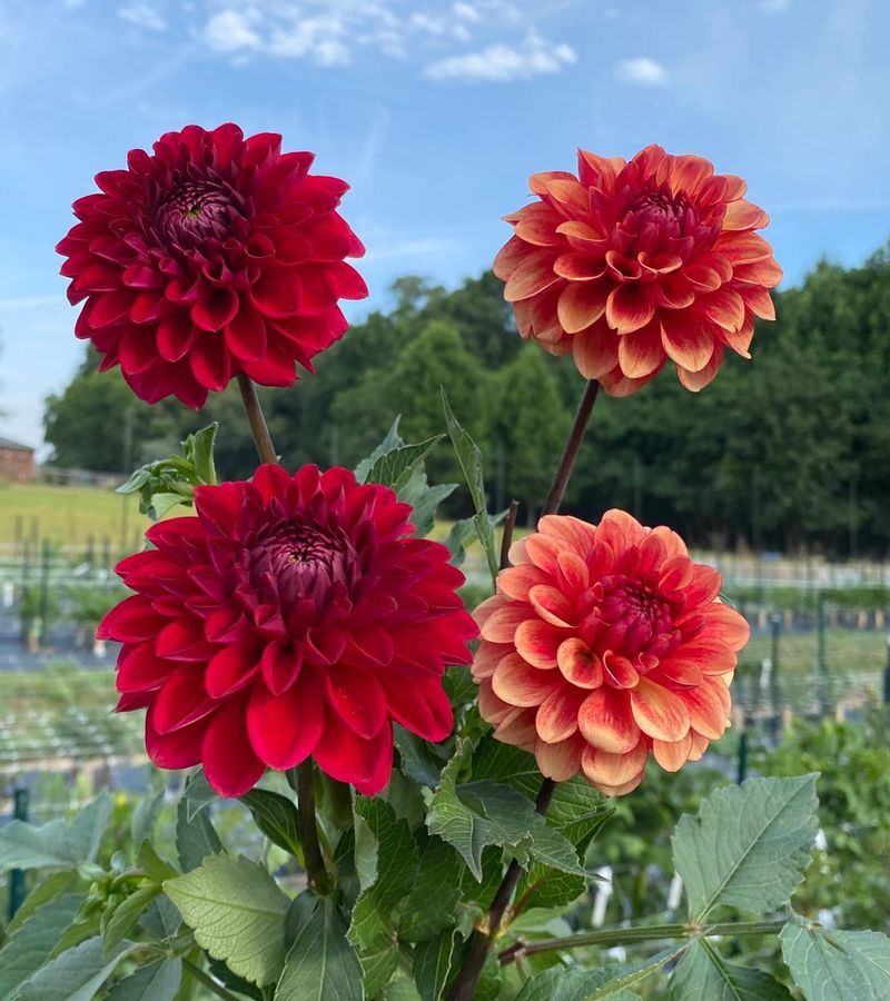 Dahlias