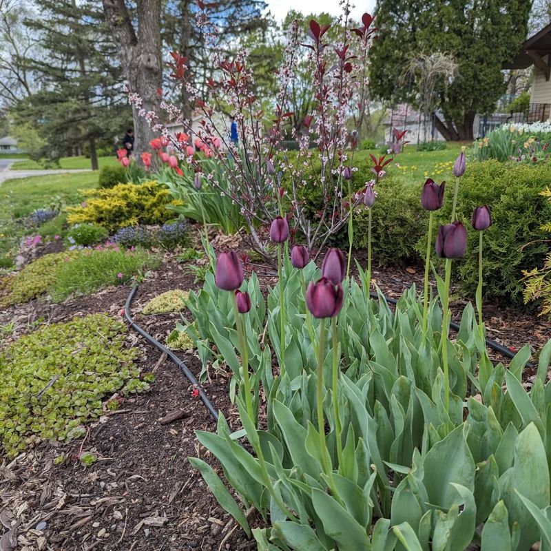 Tulips
