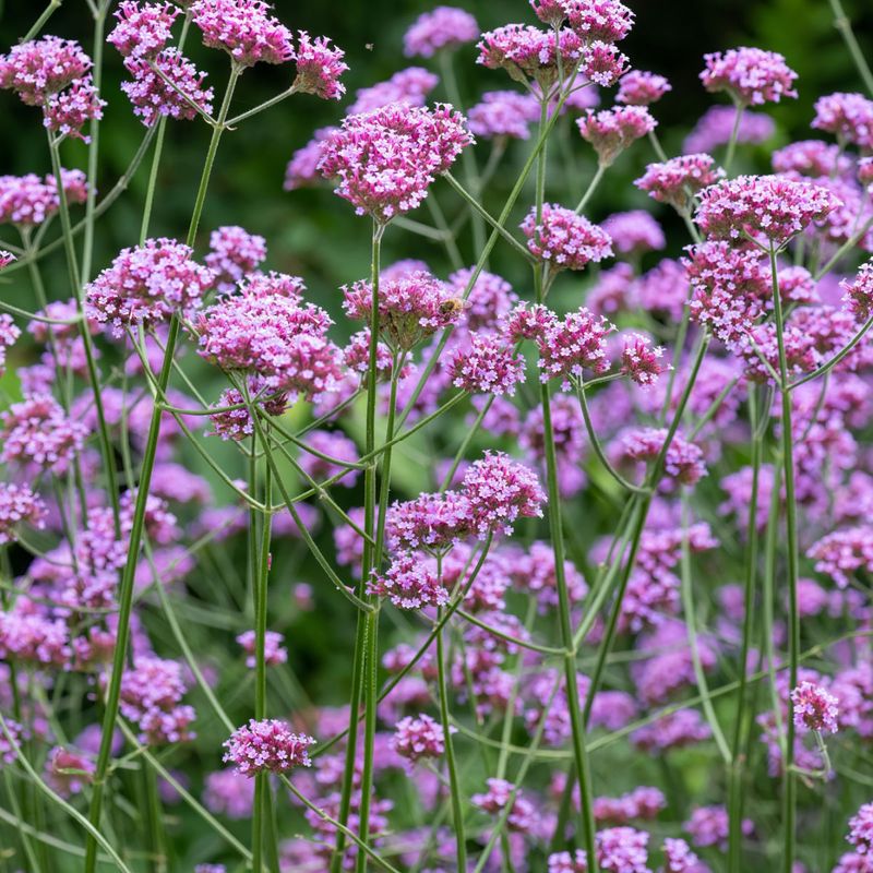 Verbena