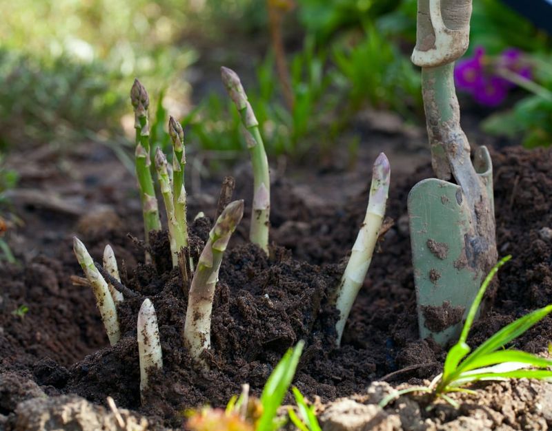 Asparagus And Onions: Root Zone Conflicts