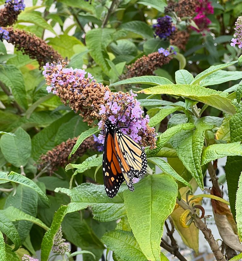 Butterfly Bush Demands Drastic Cuts