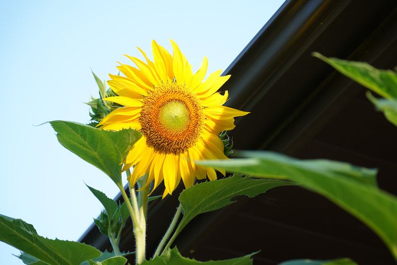 Sunflowers Living Up To Their Name