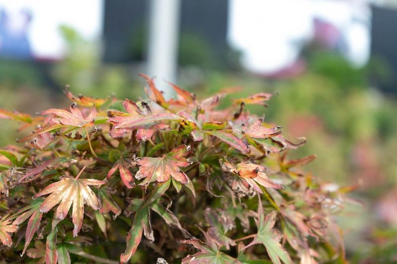 Japanese Maple