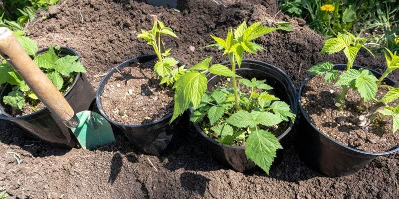 Refresh Soil Annually