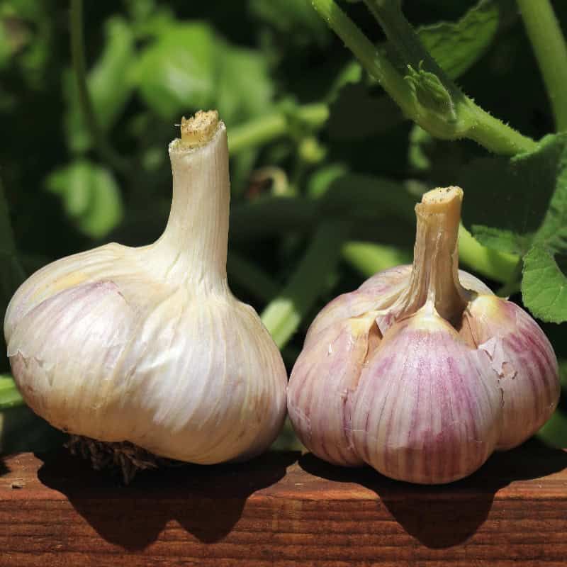 Choose Disease-Resistant Varieties