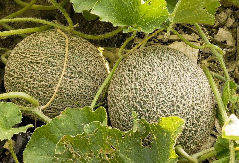 Time Fertilizing Strategically