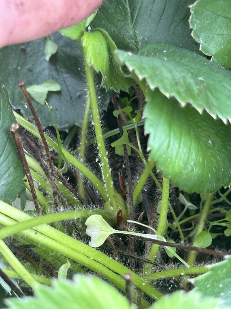 Vinegar Fungus Fighter