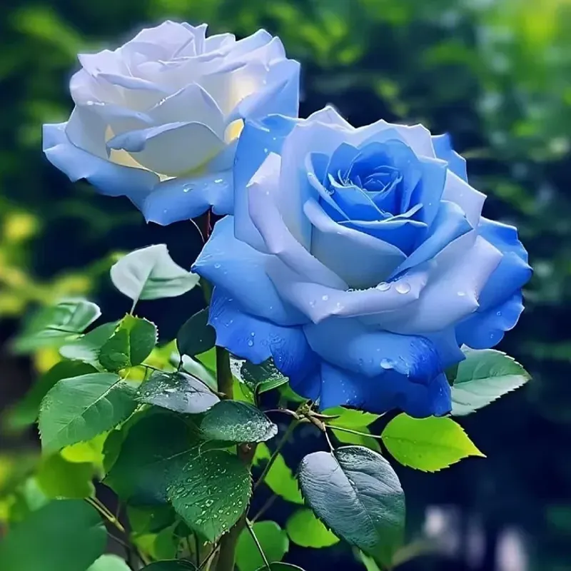 Blue Roses