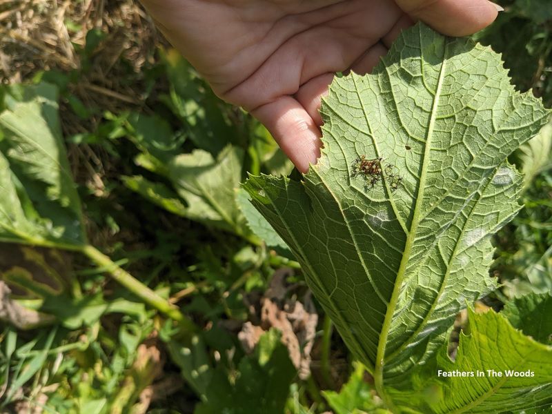 Hand-Pick Larger Pests
