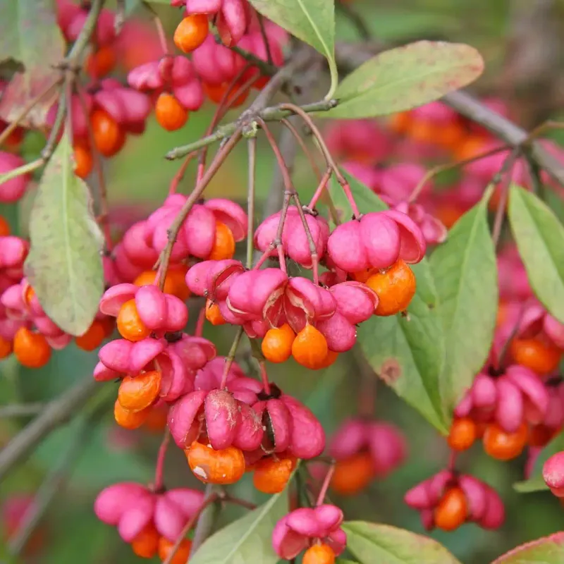 Spindle