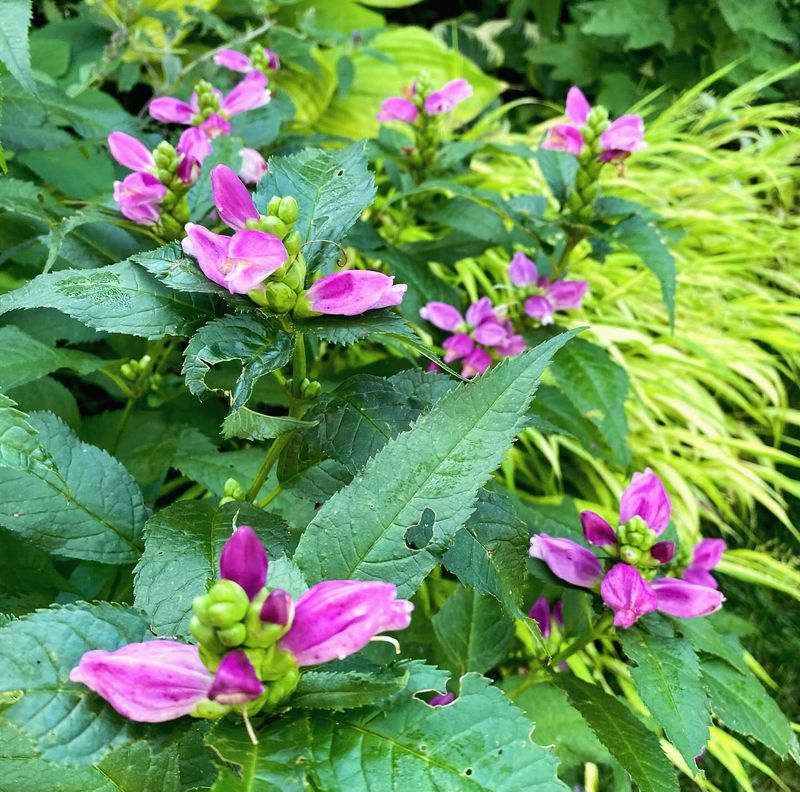 Turtlehead