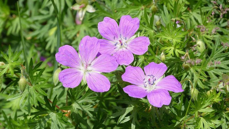 Bloody Cranesbill