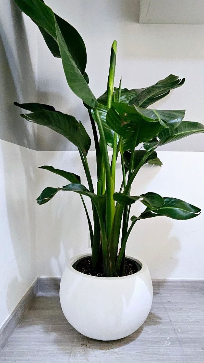 Bird of Paradise