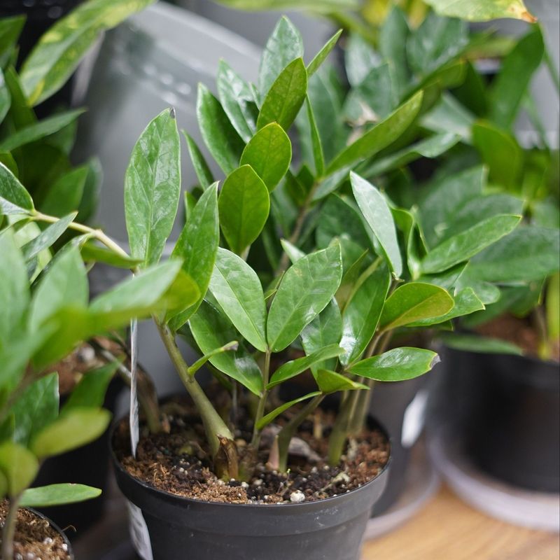 ZZ Plant's Outdoor Awakening