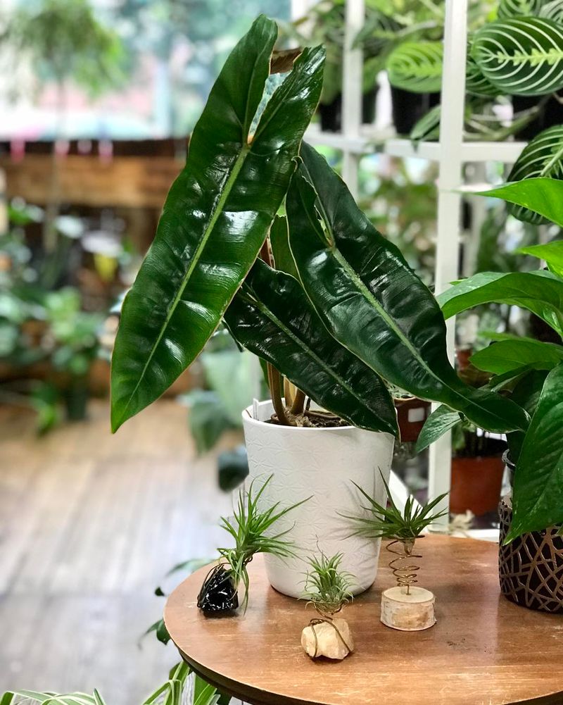 Philodendron