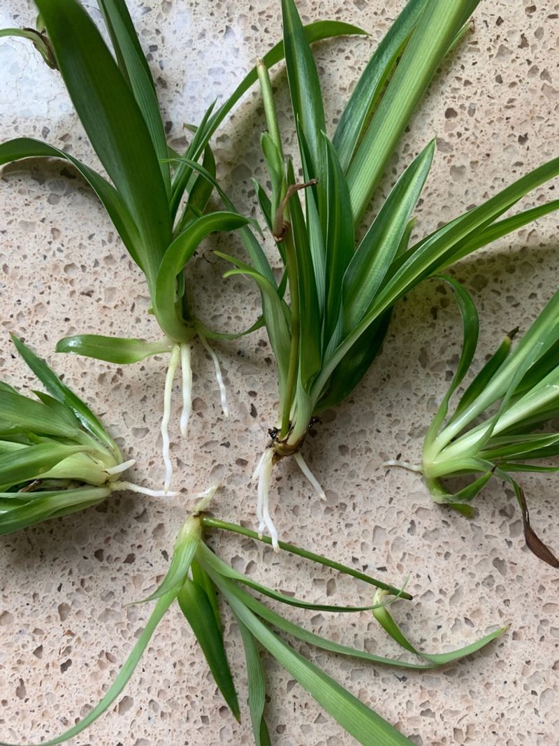 Spider Plant