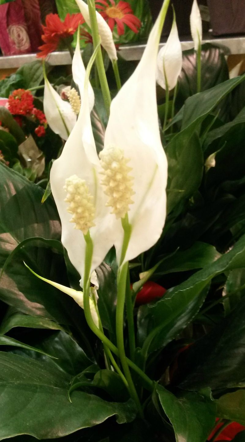 Peace Lily