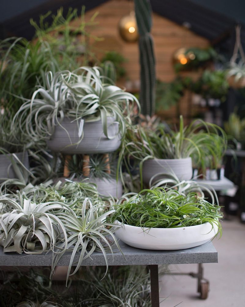 Air Plants