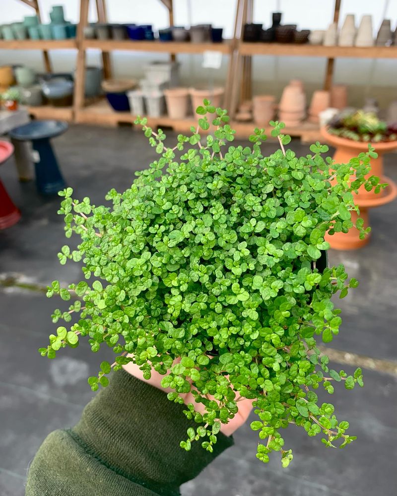 Baby Tears (Soleirolia soleirolii)