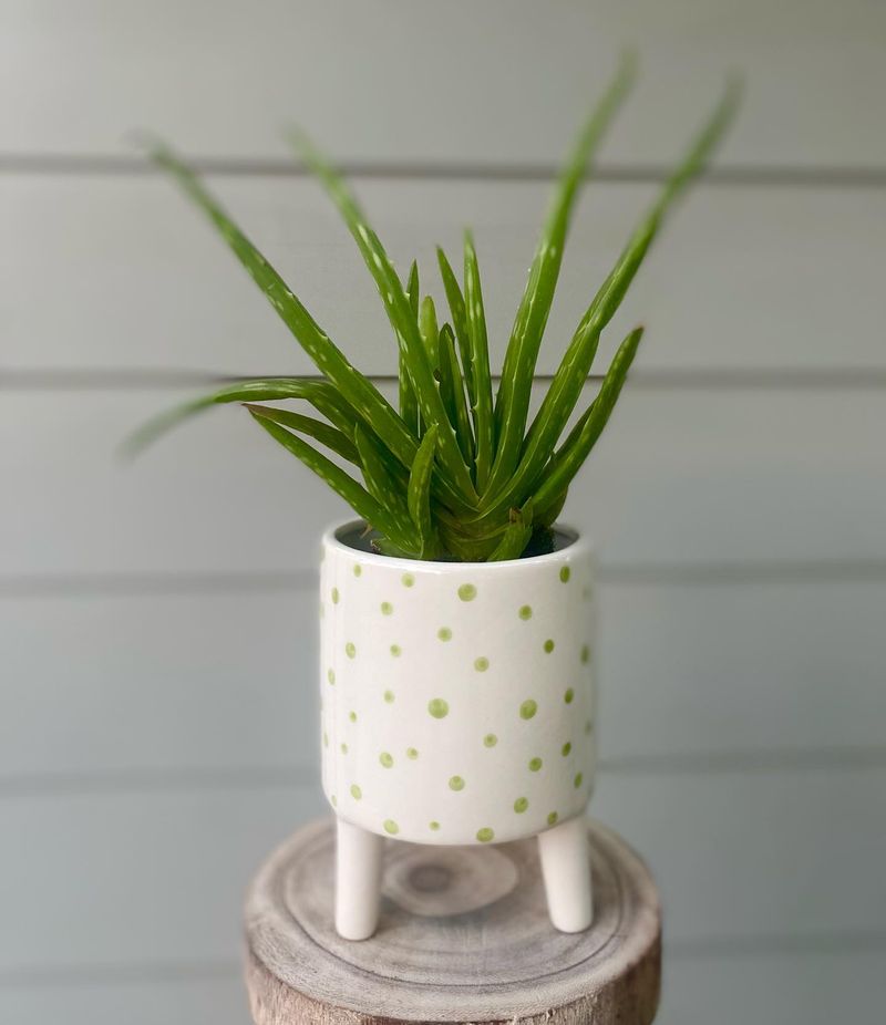 Aloe Vera: The Multi-Tasking Healer