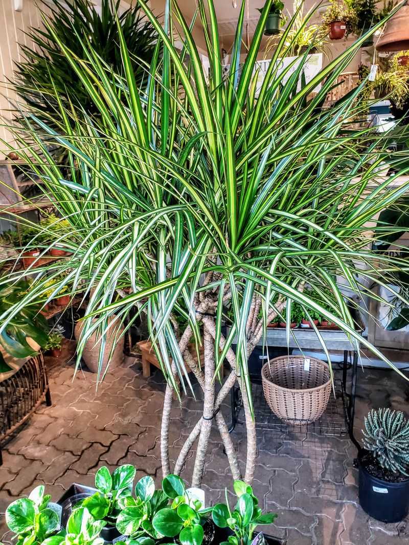 Dracaena: The Colorful Detoxifier