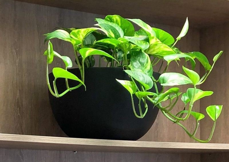 Golden Pothos: The Beginner's Breathing Helper