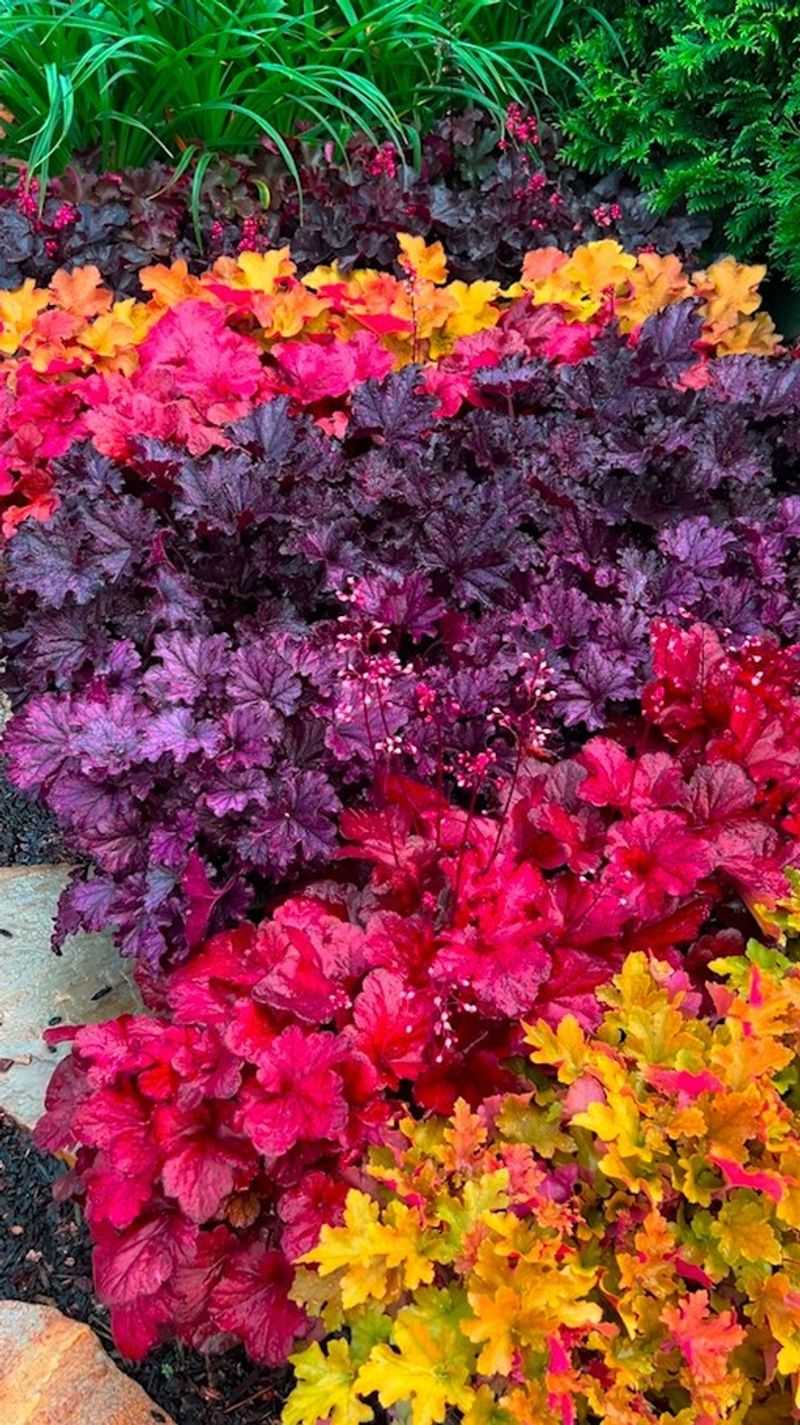 Heuchera (Coral Bells): Foliage Superstars