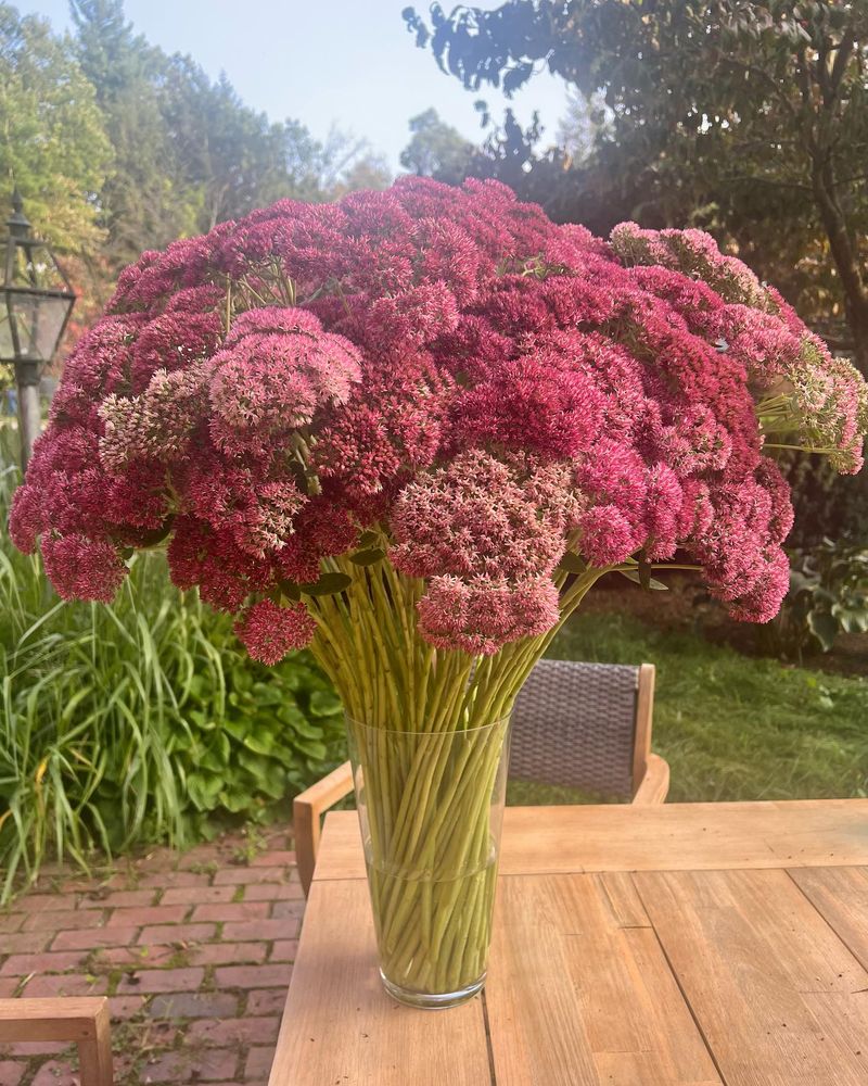 Sedum - Sculptural and Steadfast