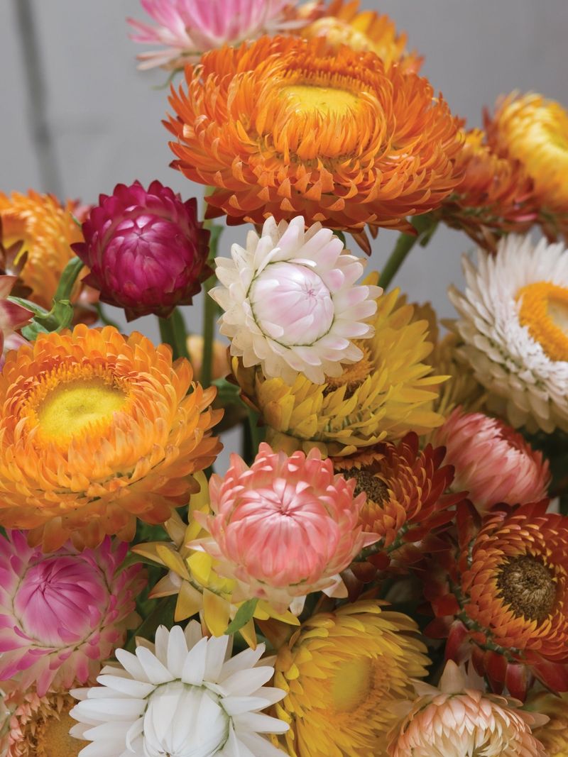 Strawflowers