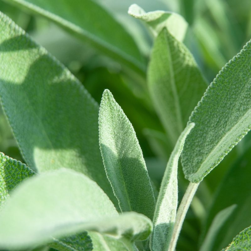 Sage
