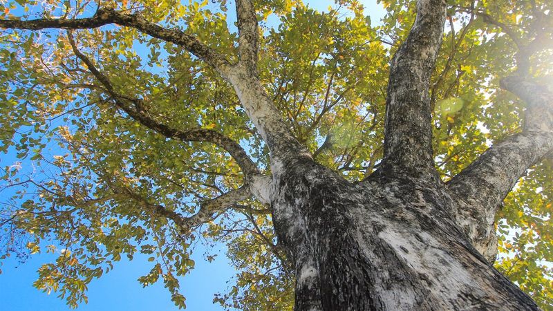 Walnut Trees: The Long-Distance Threat