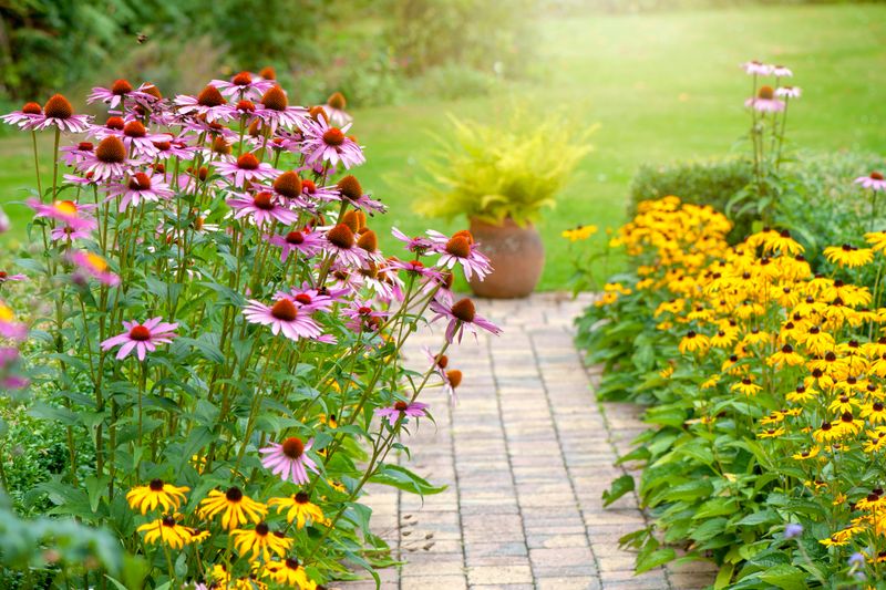 Tall Perennials and Short Sun-Lovers