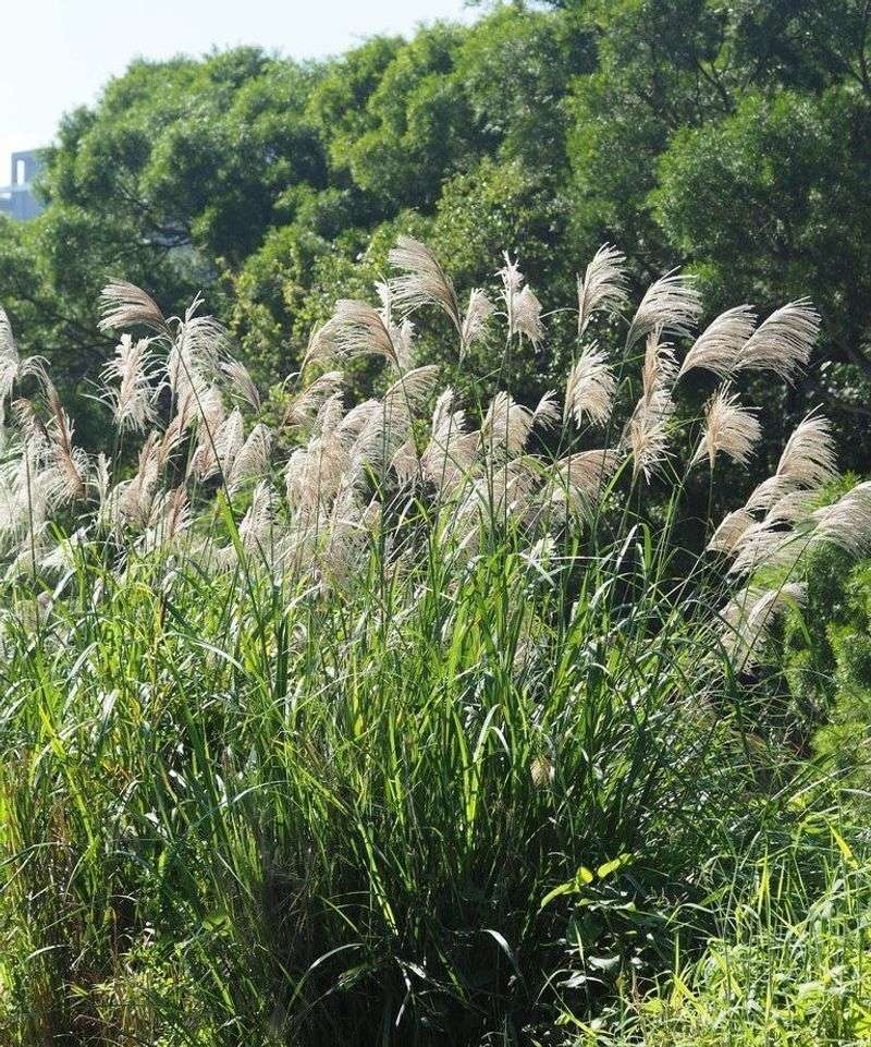 Maiden Grass